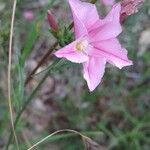 Convolvulus cantabrica Квітка