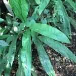Cyclanthus bipartitus autre