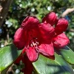 Rhododendron thomsonii Flor