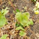 Epimedium pinnatum Leaf