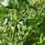 Grindelia squarrosa Costuma