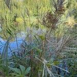 Filipendula rubra Hábitos