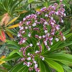 Limonium dendroides Fula