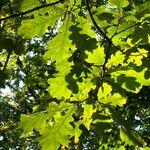 Quercus × rosacea Blad