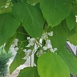 Catalpa speciosa Φύλλο