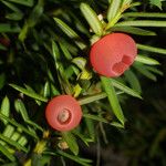 Taxus brevifolia Plod