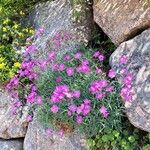 Dianthus gratianopolitanus Habitat