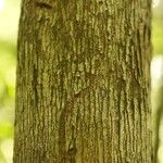 Mouriri nervosa Kabuk