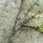 Parthenocissus tricuspidata Bark