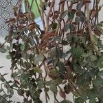 Peperomia verticillata Feuille