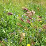 Bromus rubens অভ্যাস