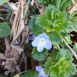 Veronica persica Flower