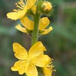 Agrimonia eupatoria ᱵᱟᱦᱟ