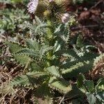 Carduus bourgaei Plante entière