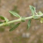 Helianthemum ledifolium Deilen