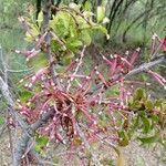 Agelanthus zizyphifolius Flor