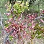 Agelanthus zizyphifoliusBlomst