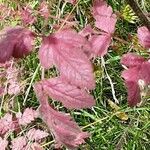 Chaerophyllum temulum Leaf