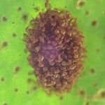 Pleopeltis macrocarpa Leaf