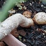 Pelargonium acetosum Bark