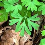 Corydalis pumila Blatt