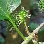 Morus alba Flor