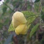 Vigna luteola 葉