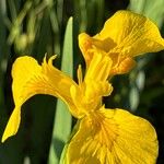 Iris pseudacorusFlower