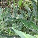 Kalanchoe serrata Leaf