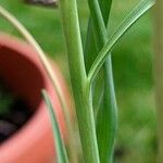 Fritillaria meleagris Bark