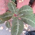 Parthenocissus henryana पत्ता