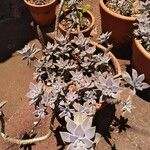 Graptopetalum paraguayenseFolha