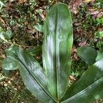 Hedychium gardnerianum পাতা