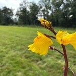 Utricularia vulgaris Цветок