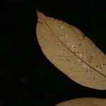 Licania ovalifolia 葉