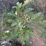 Erophaca baetica Libunga