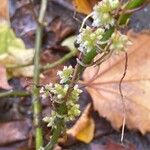 Cuscuta europaea Plod