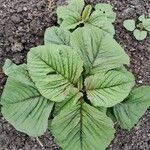 Amaranthus blitumLeaf