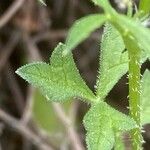 Tordylium apulum Leaf