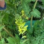 Corydalis cheilanthifolia Flor