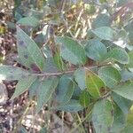 أنواع غير معروفةLeaf