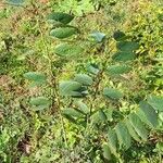 Bauhinia forficata Характер