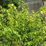 Strophanthus gratus Otro