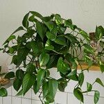 Epipremnum aureum Hoja