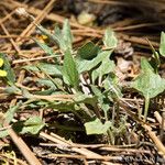 Viola purpurea 整株植物