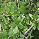 Commiphora madagascariensis Лист