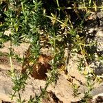 Galium verrucosum पत्ता