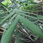 Chamaedorea microspadix Leaf