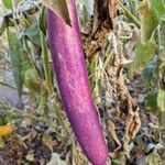 Solanum melongena Fruit