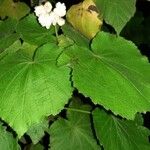 Sparrmannia africana ഇല